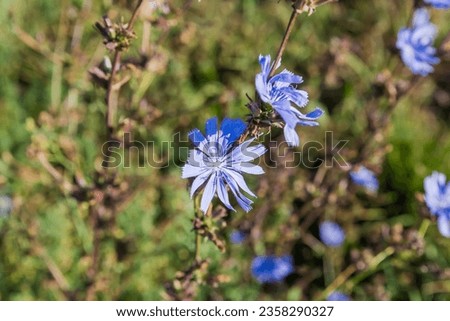 Flowers of the wild common chicory, also known as blue daisy on a stem on a blurred background in morning light, close-up in selective focus
