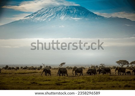 Elephants of Amboseli crossing in from of Kilamnjaro Royalty-Free Stock Photo #2358296589