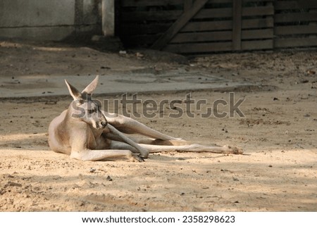 Kangaroo - This kangaroo napping under the sun
