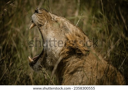 Lioness yawns after her afternoon slumber
