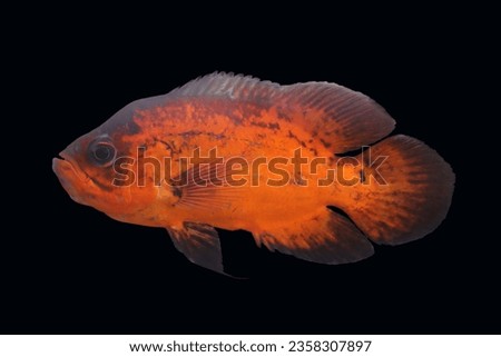 red oscar fish ( fancy fish) swim in the water
