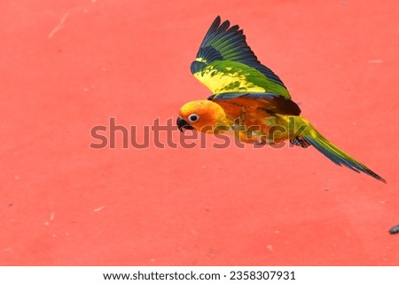 Sun conure Small bird, yellow body, green wings, black hooked beak, spread wings, flying on a red background.