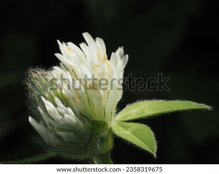 a white clover flower in a summer meadow
