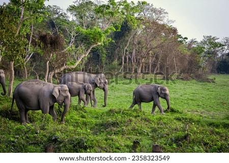 Elephants crossing the safari track in Kaziranga National Park, A UNESCO World Heritage site, situated in the Indian state of Assam Royalty-Free Stock Photo #2358323549