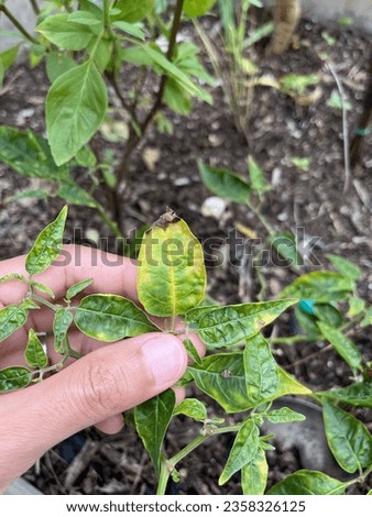 Infected plants may be stunted and will begin to wilt because the plant is unable to uptake water. Vascular tissue may show discoloration (i.e., browning). Royalty-Free Stock Photo #2358326125