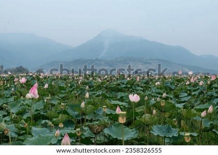 Lotus field, mountains in the background. Vietnam. Growing lotuses for cooking, ethnoscience, lotus tea
 Royalty-Free Stock Photo #2358326555