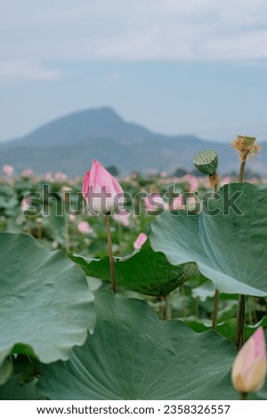 Lotus field, mountains in the background. Vietnam. Growing lotuses for cooking, ethnoscience, lotus tea
 Royalty-Free Stock Photo #2358326557