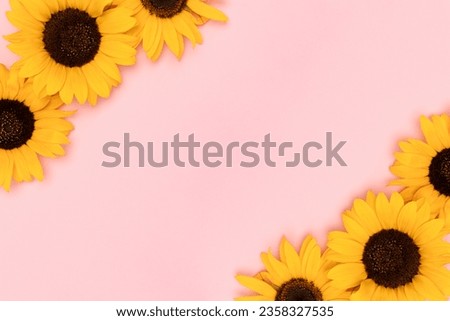 Frame made of sunflowers on a pink background. Place for text.