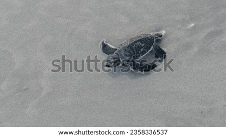 Green sea turtle Chelonia Mydas hatchling that was freshly born rushing towards the Pacific Ocean in wet sand on Bay Canh Island on Con Dao National Park in Vietnam