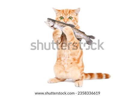 Playful kitten holding a fish in its paws standing isolated on a white background Royalty-Free Stock Photo #2358336619