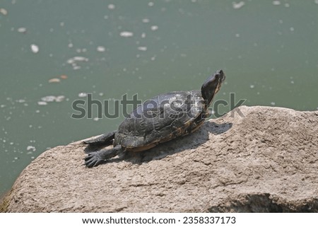 Red-eared turtle sunbathes on the shore