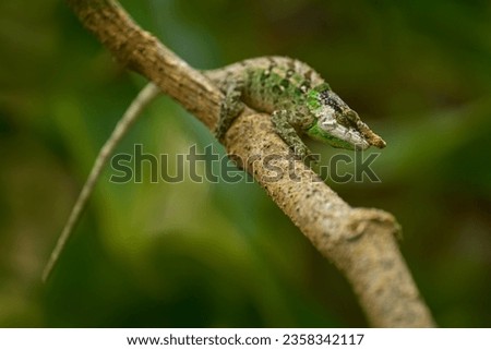 Calumma malthe, Malthe's green-eared chameleon, small lizard in the nature habitat. Green chameleon on the tree branch, Andasibe Mantadia, Madagascar in Africa.