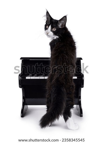 Cute black and white Maine Coon cat kitten, standing backwards playing toy piano. Looking over shoulder towards camera. Isolated on white background.