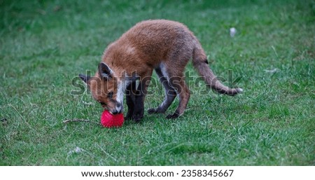 Fox cubs playing in the garden