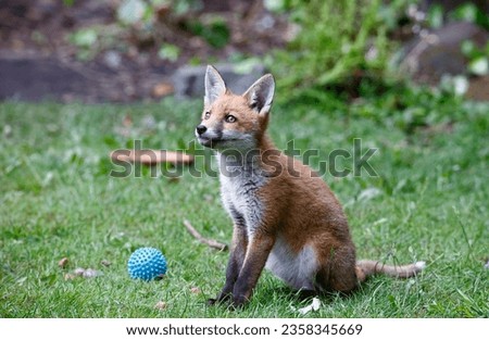 Fox cubs playing in the garden
