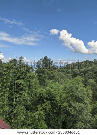 Forest at the mountain with clear sky at the background