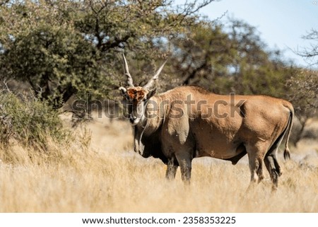 Eland antelope photographed in Mokala National Park, South Africa. Royalty-Free Stock Photo #2358353225