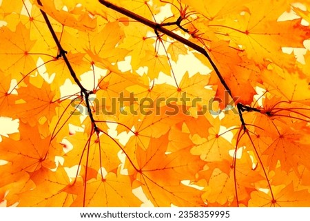 Autumn natural background, closeup yellow red orange leaves beauty in nature abstract maple leaf, environment texture pattern from autumnal foliage, fall colored scene, monochrome aesthetic nature