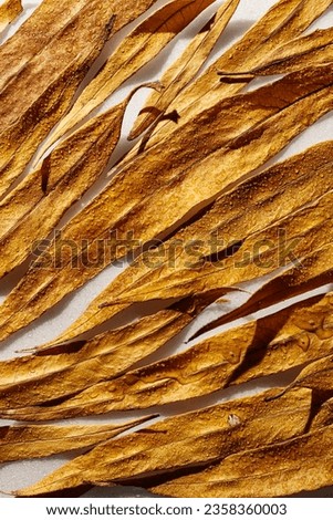 Natural autumn flat lay pattern from narrow yellow leaves with water drops on white background. Beautiful autumnal textured background, close up fall leaf of willow top view, aesthetic nature scene