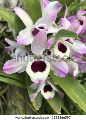 beautiful mixed orchid ready for your desktop screen