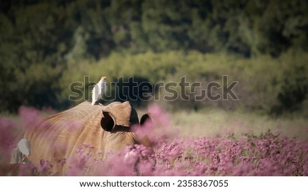 white rhino in the grass surrounded by pink poppies with a white cattle egret sitting on his head