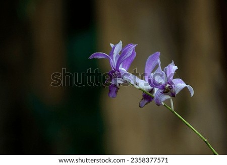 Beautiful Purple Orchid flower picture