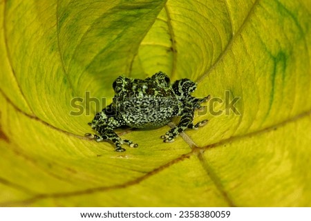 The Amazon Milk Frog (Trachycephalus resinifictrix) or Blue Milk Frog on a dry leaf.
