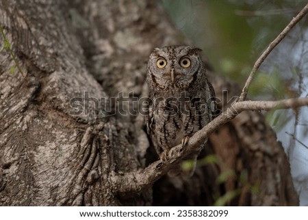 Screech owl in Everglades National Park, Florida  Royalty-Free Stock Photo #2358382099