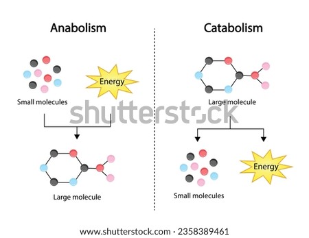 Anabolism, Catabolism. Anabolism  is a process of building up complex macromolecules. Catabolism is process of breaking down complex macromolecules into small molecules. ATP energy. Vector design. Royalty-Free Stock Photo #2358389461