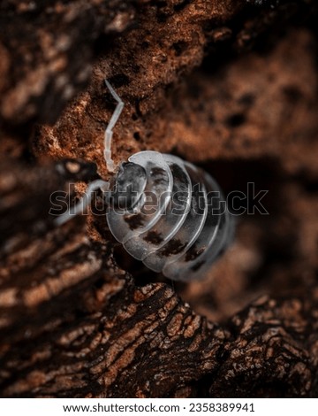 Makro exsotic black-grey isopod crawling