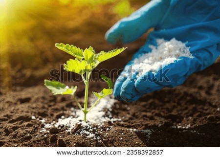 use organic fertilizer for organic farming or gardening hand holding fertilizer close to soil or growing media - non gmo feed seedlings Royalty-Free Stock Photo #2358392857