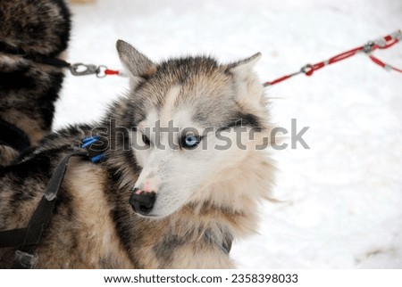 Siberian husky dog
In frozen Lapland Royalty-Free Stock Photo #2358398033