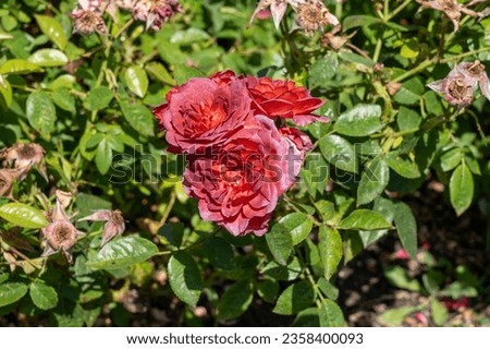 Midnight Fire Miniature Rose in a garden. California, United States - June, 2023.   Royalty-Free Stock Photo #2358400093