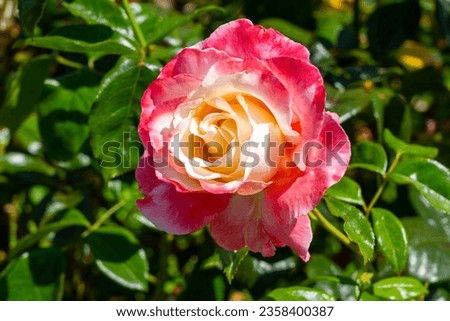 Crescendo Hybrid Tea Rose in a garden. California, United States - June, 2023.   Royalty-Free Stock Photo #2358400387