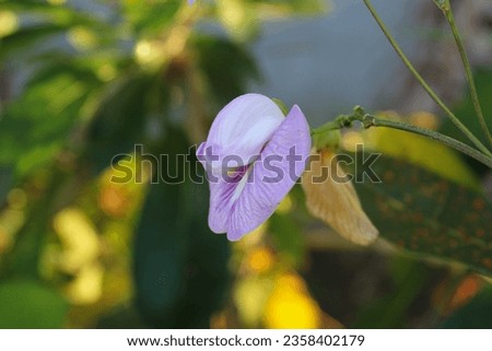 Flower of Centrosema virginianum or spurred butterfly pea, bloom on the garden. Also known as wild blue vine, blue bell, and wild pea.