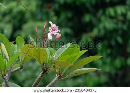 Beautiful pink frangipani flowers on the tree with blurred background