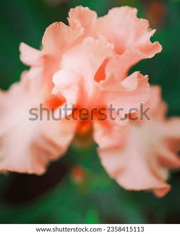Bloomed close up floral image 