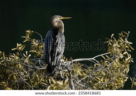            Female Anhinga perched in the bright morning sunlight at Jarvis Creek Park in Hilton Head.                    