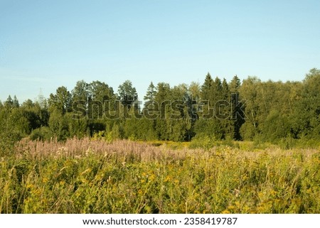 Forest and field in summer. Summer landscape outside city. Green forest and blue sky. Nature in Europe.