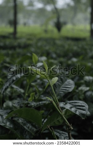 Tea garden with young tea leaves ready to harvest.