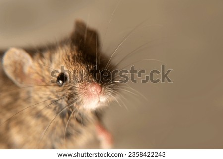 Swiss (house) mice (Mus musculus) constantly accompanies to human (synanthropes) and parasitizes. Sensitive vibrissae nose focus. It is not possible to completely get rid of mice on farm. Isolated Royalty-Free Stock Photo #2358422243