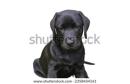 Close up of black Labrador retriever dog in white color background