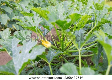 Zucchini organic plants growing in greenhouse, fertilized with bio compost. High quality photo Royalty-Free Stock Photo #2358437519