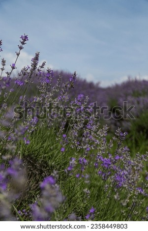 Wavy lavender field, flowering lavender