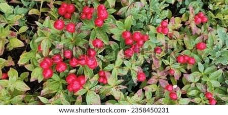 Beautiful landscape of northern nature. Tundra. lingonberries