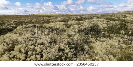 Beautiful landscape of northern nature. Tundra.