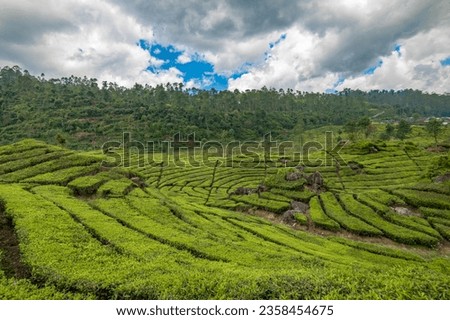Rancabali Tea Plantation near Bandung in West Java, Indonesia.
