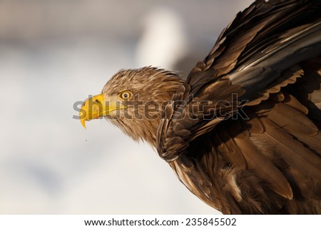 eagle's eye