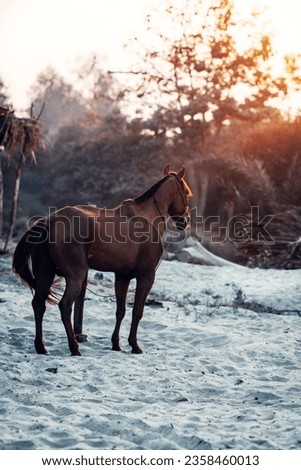 horse picture in shade of sun light 