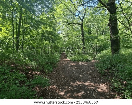 berlin forest picture in summer